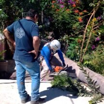 SE REALIZAN LA TALA DE DOS EJEMPLARES “COCOTERO”-COCOS NUCIFERA, GENERO PALMERES.