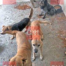 CANINOS SON ASEGURADOS POR NO RECIBIR UNA CALIDAD DE VIDA ADECUADA