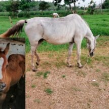 SON RECUPERADOS DOS ANIMALES EQUINOS