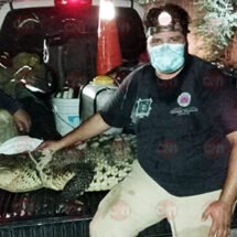 PROTECCIÓN CIUDADANA Y BOMBEROS REUBICAN REPTIL EN NUEVO VALLARTA