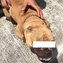 CANINO VÍCTIMA DE MALTRATO ES ASEGURADO