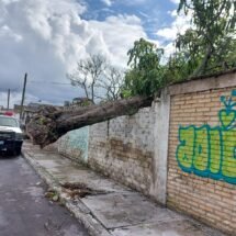 PCYB DE TEPIC RETIRA ÁRBOL CAÍDO EN UNA BARDA