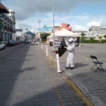 RETIRAN PEQUEÑO ENJAMBRE DE ABEJAS