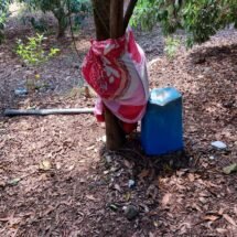 ENCONTRÓ A SU HERMANA COLGADA DE UN ÁRBOL