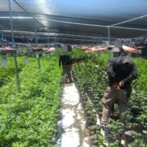 FGR DESMANTELA INVERNADERO DE MARIHUANA EN EL MUNICIPIO DE ZAPOPAN