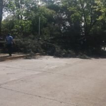 BOMBEROS DEL ESTADO LIBERA PASEO DE VIENA POR ÁRBOL CAÍDO