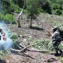 GUARDIA NACIONAL Y EJÉRCITO MEXICANO DESTRUYEN PLANTÍOS DE MOTA