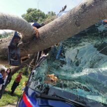 UN ÁRBOL QUE CAYERA SOBRE UN AUTOBÚS PASAJERO