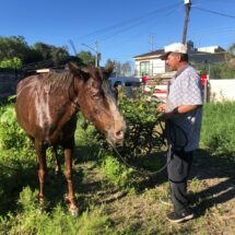 CABALLO QUEDA ATRAPADO EN ALJIBE BOMBEROS LOGRÓ RESCATARLO