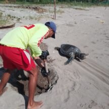 ATIENDEN BOMBEROS DEL ESTADO REPORTE DE UNA TORTUGA MUERTA EN PLAYA DE SAN BLAS 