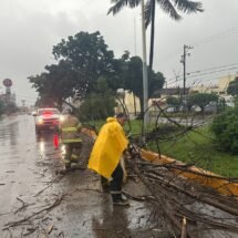 El paso del huracán categoría 3 “Roslyn”, que actualmente se encuentra en tierra, ocasionó la caída de árboles en la ciudad de Tepic.