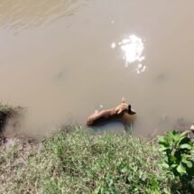 PERRITO RESCATADO DEL COCODRILO EN RÍO MOLOLOA