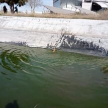 BOMBEROS DEL ESTADO RESCATA TRES PERRITOS DE UN ESTANQUE