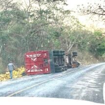 VUELCA TRÁILER CARGADO CON TONELADAS DE MANGO