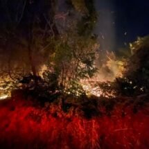 Atienden Bomberos de Nayarit, incendio forestal en el municipio de San Blas