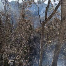 Bomberos del Estado sofocan incendio en la colonia Lomas Bonitas en la ciudad de Tepic