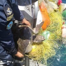 Marina informa resultados de aseguramientos de artes de pesca prohibida y especies marinas en San Blas, Nayarit