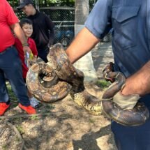 REUBICAN BOMBEROS DE NAYARIT A UN REPTIL EN EL MUNICIPIO DE TEPIC